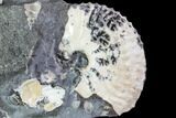 Discoscaphites Gulosus Ammonite With Gastropods - South Dakota #110582-2